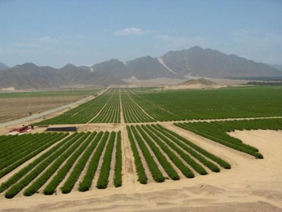 Agricultural land for sale in La Libertad, Peru