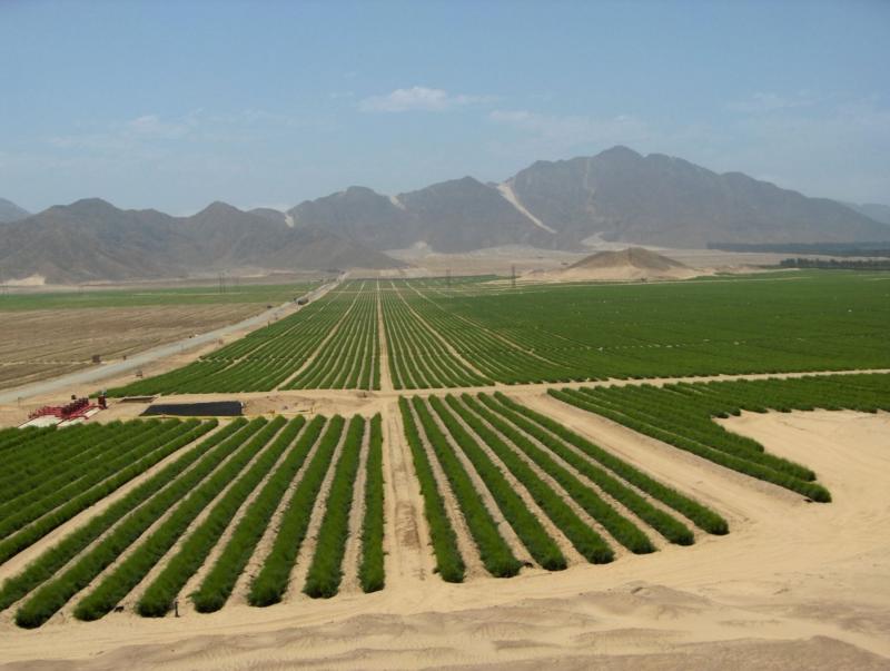 Agricultural land for sale in La Libertad, Peru
