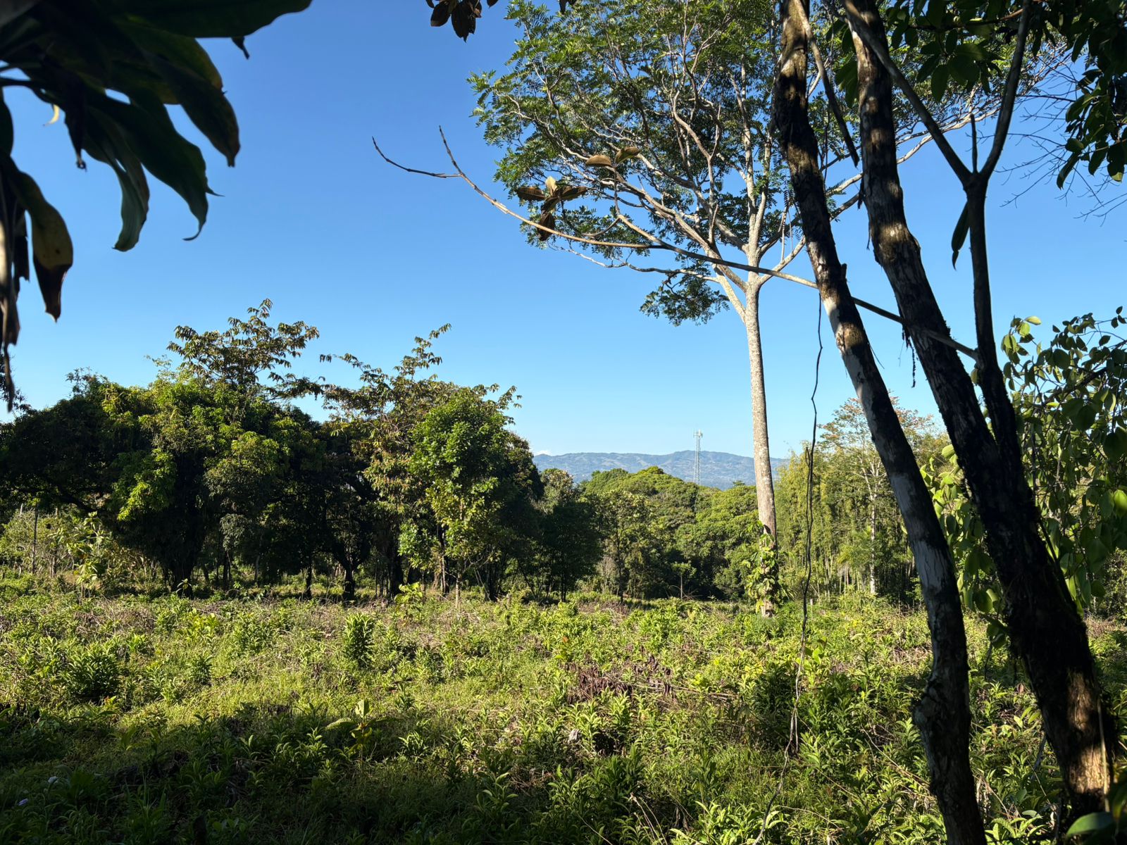PROPIEDAD DE 1.8HA, UBICADA EN QUIZARRÁ DE PEREZ ZELEDON