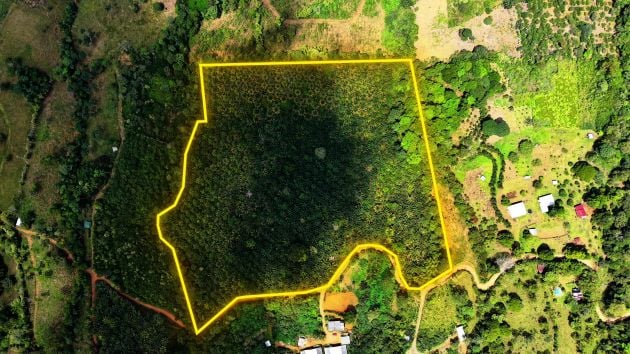 FOR SALE: 16.65-ACRE PRODUCING AFRICAN PALM FARM IN SAN PEDRO, PEREZ ...