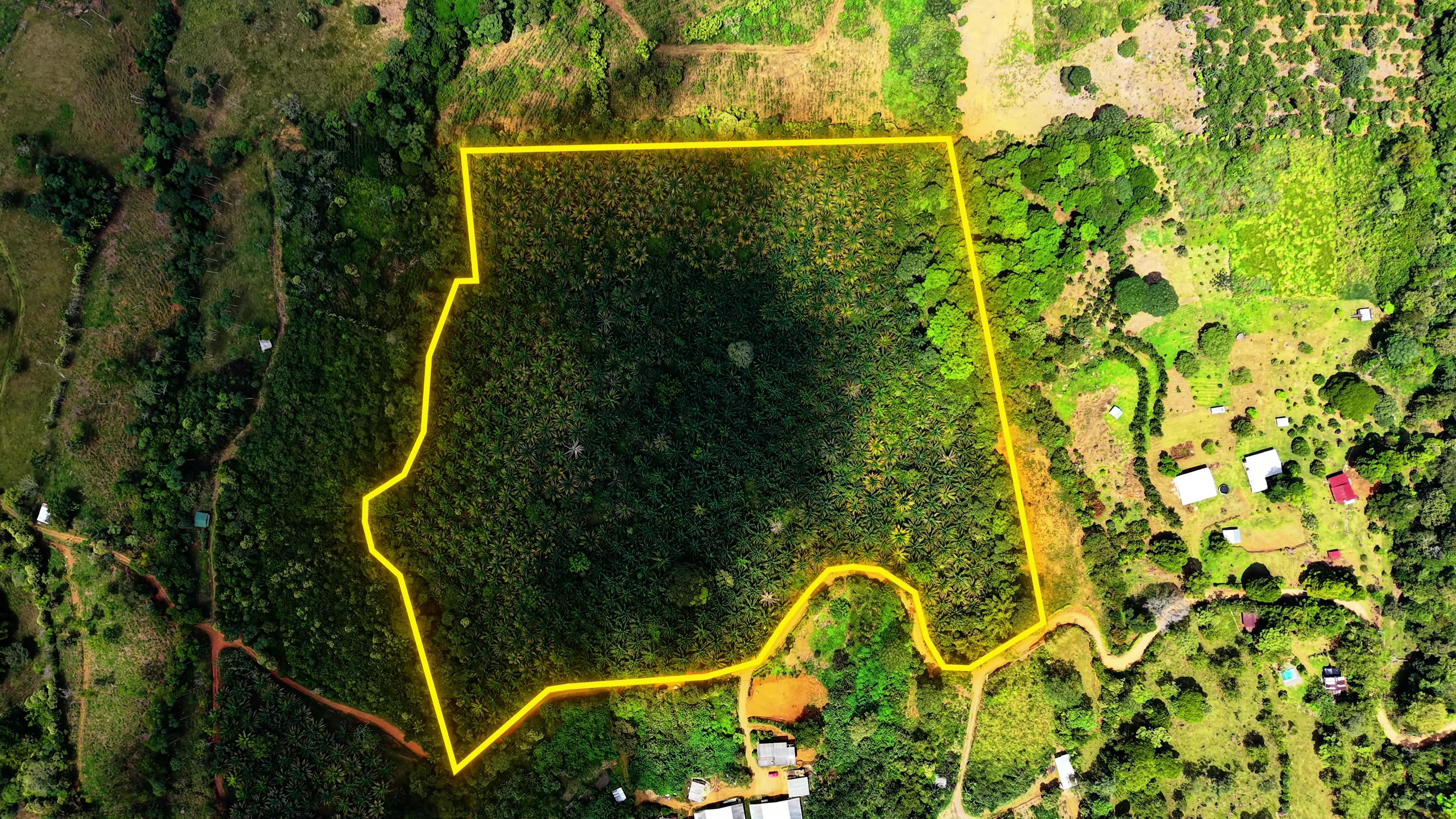 FOR SALE: 16.65-ACRE PRODUCING AFRICAN PALM FARM IN SAN PEDRO, PEREZ ZELEDON