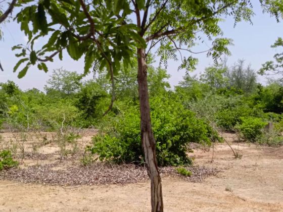un vaste terrain de 22 hectares, soit 220 000 m², village de Tanvi ...