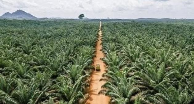 46 HECTARES DE PALMIERS 