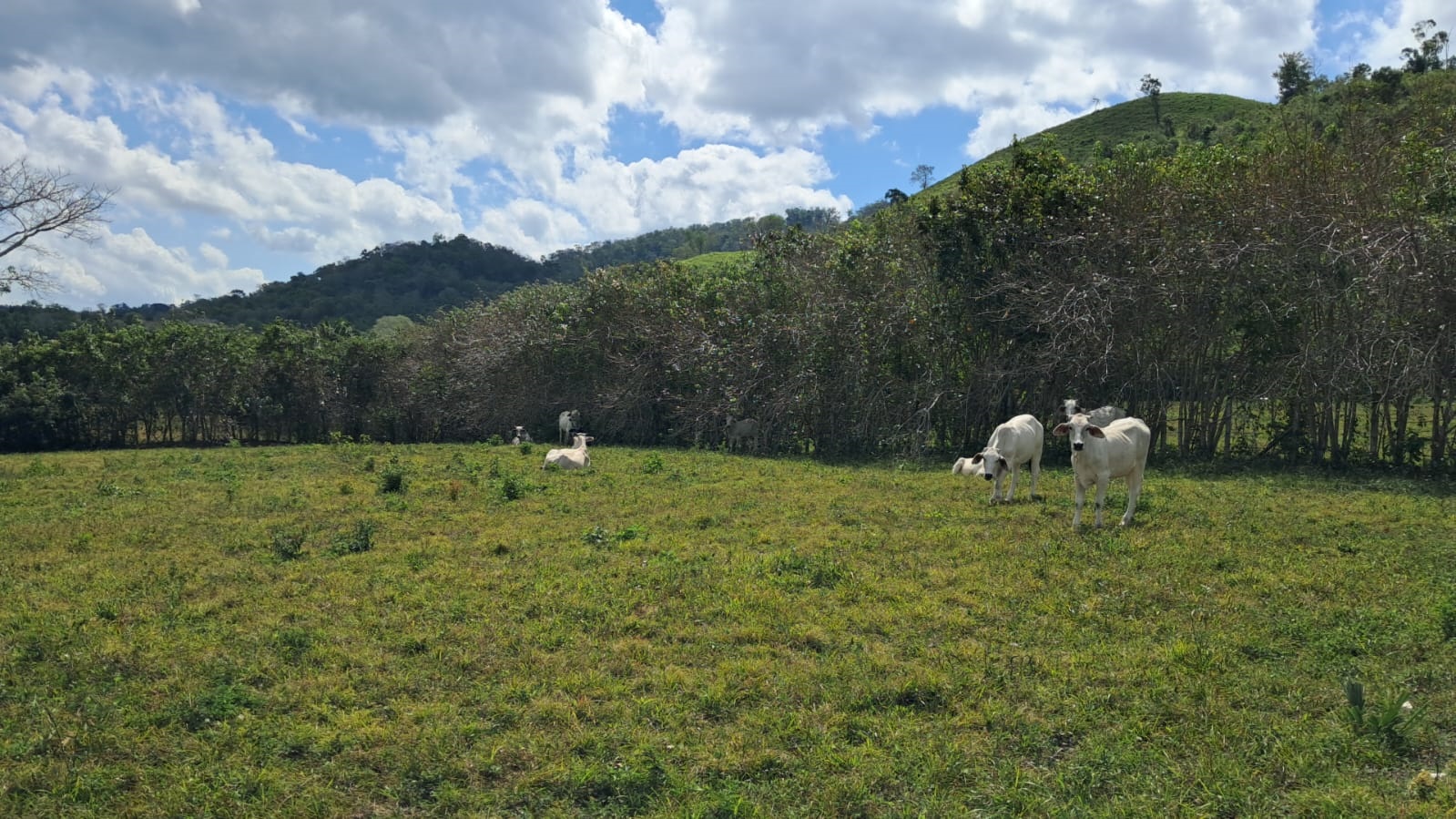 Eccezionale azienda agricola di 170 acri specializzata nell'allevamento di bestiame.