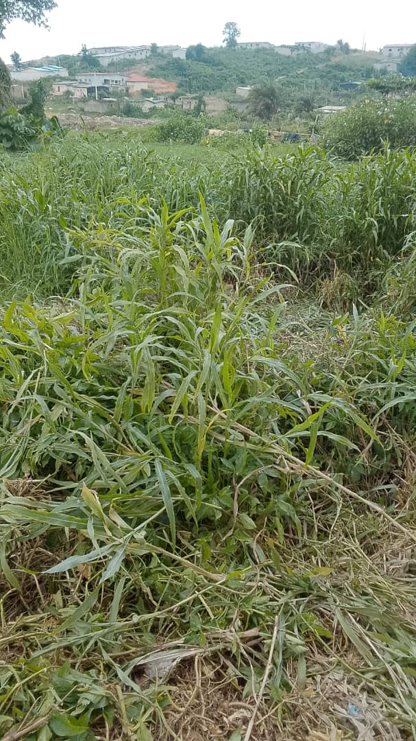 Terrains 400 m2 à Anyama- nouvelle zone