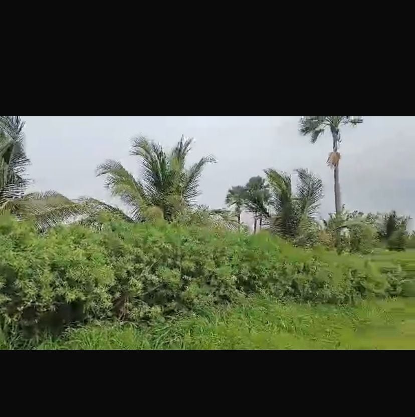 Champ de 1 hectare à vendre à Ndianda Sénégal