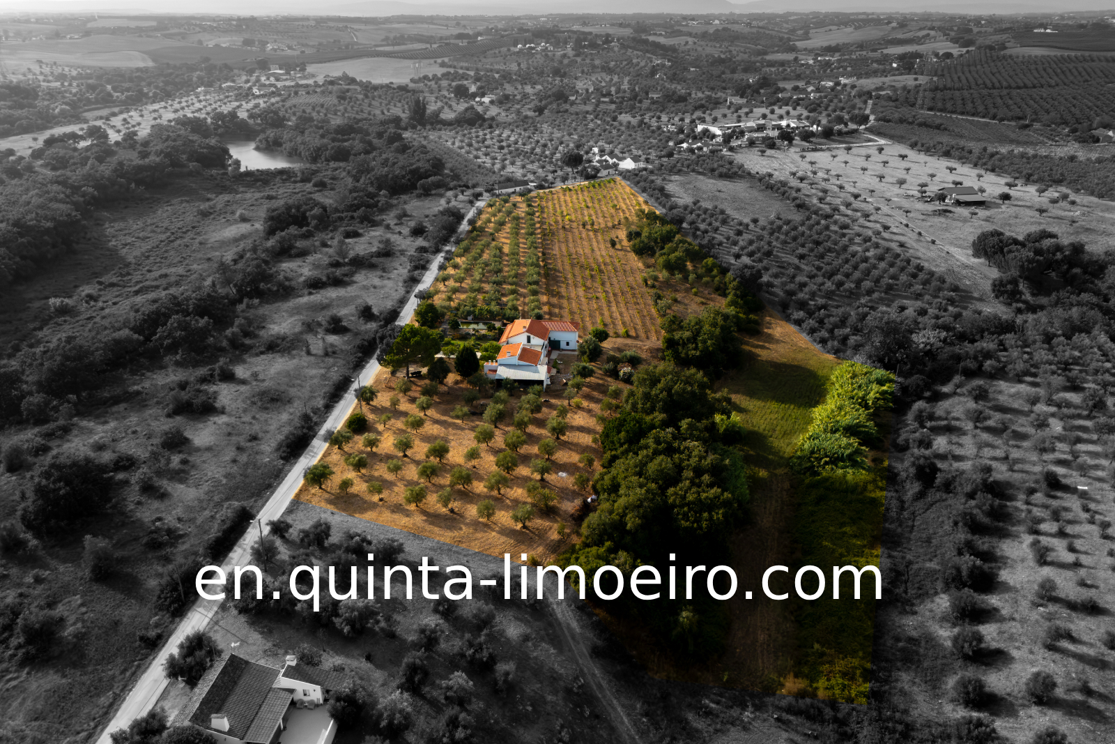 Modernized Quinta with olive grove and vineyard, 2.3ha land, 272m² built area - 1 hour from Lisbon