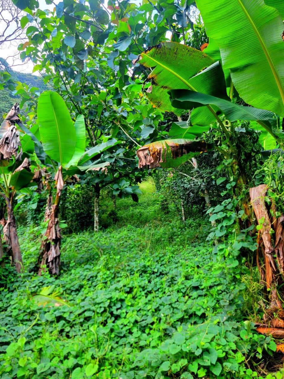 Selling 18.74 acres of land in Peña Blanca, Santa Cruz de Yojoa, Cortés, Honduras