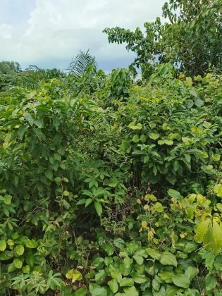 Parcelle agricole 15 hectares à Yakassé-mé