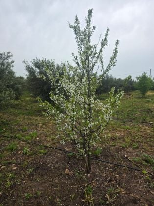 In vendita: magnifica tenuta agricola di 2 ettari