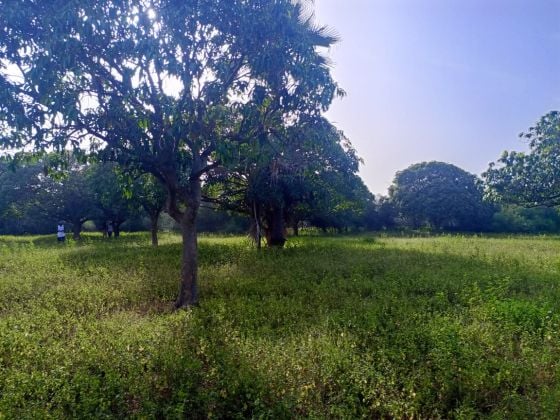 Verger de Manguiers de 1,5 hectare vers Yénne - Diamniadio