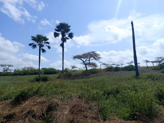 Terrain de 8256 m² vers Touba Ndiaye - Mboro - Thiès