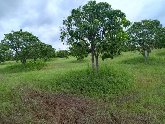 Verger de 1,78 ha avec 200 manguiers productifs vers Taïba Ndiaye - ...
