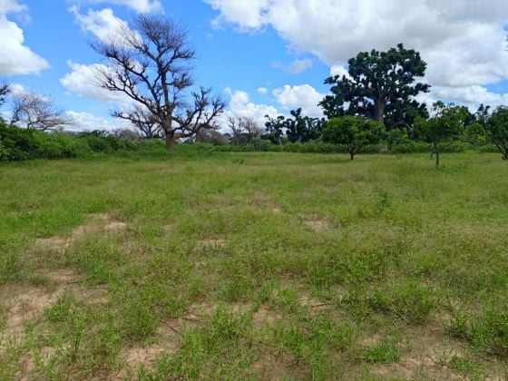 Verger de 3.525 m² avec arbres fruitiers productifs vers Tassette - ...