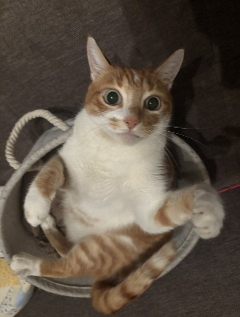 1786067624_3973444_4545_1.jpeg